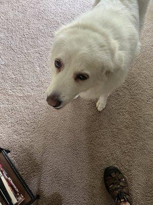 Still 2025. Still does not get along with other pets!!!!!!!!! no matter how much I tell my neighbors. I tell my neighbors per day.