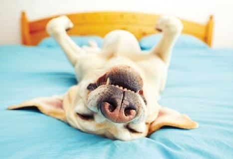 Universal Lending Home Loans