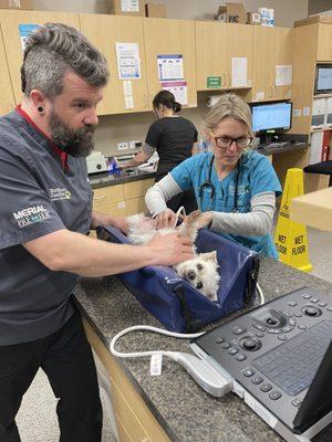 North Shore Family Pet