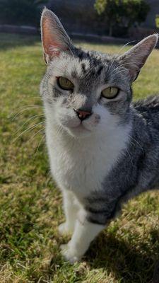 Serenity Vet Services