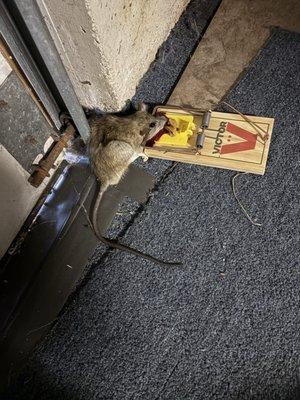 Rat caught
