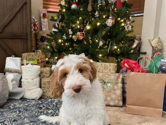 Shelly's Pet Grooming