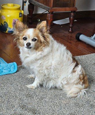 Barking Lounge Pet Salon