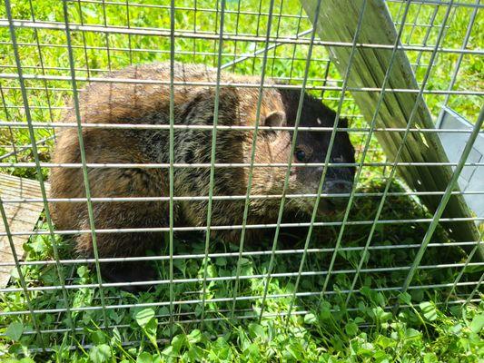 Stop Buggin Pest Control Service