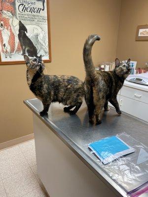 Smith Veterinary Hospital