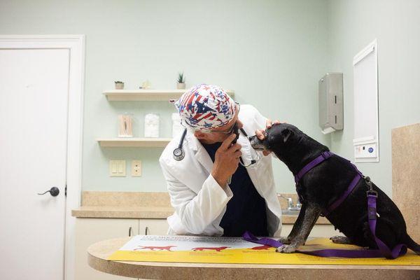 Country Chase Veterinary Hospital