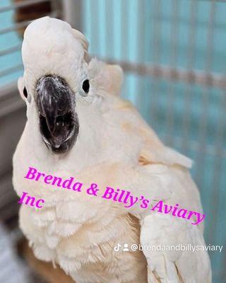 Brenda & Billys Aviary