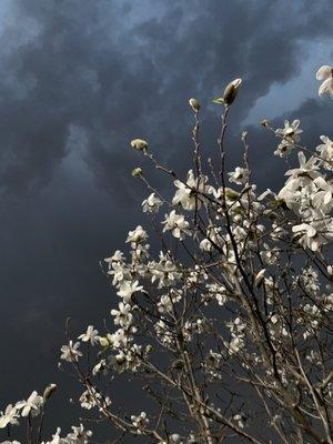 Courts of the Falling Waters