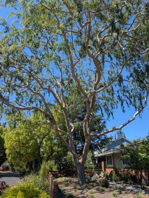 Tree trimmed beautifully