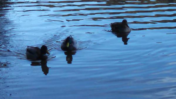 Viña de Lestonnoc Chalet
