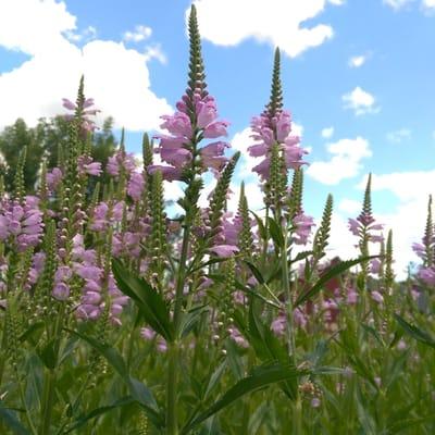 Wellington Herbs & Spices