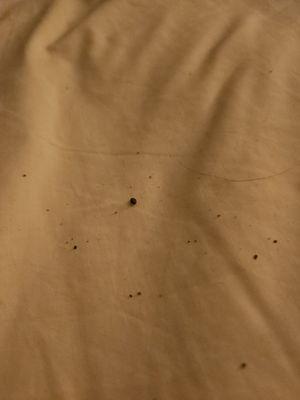 This is debris that was in our bed between the top sheet and fitted sheet. At first we thought it was bed bugs, but nothing was moving.