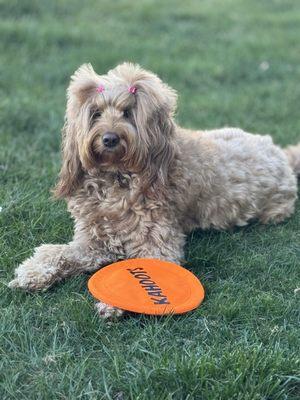 Dolly with her kahoots frisbee