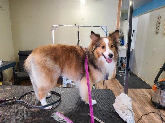 Spandoodles & Pup Spa