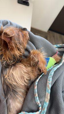 The Pets Place Animal Hospital