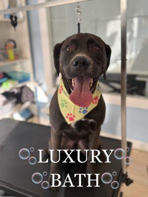 Beautiful Chocolate Lab After Their Luxury Bath