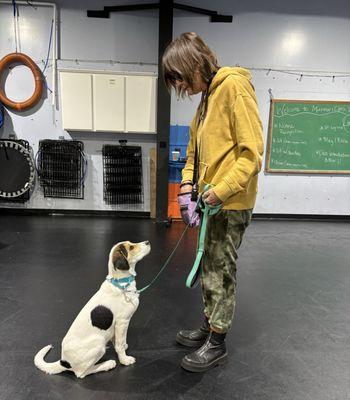 High Expectations Dog Training Camas, WA