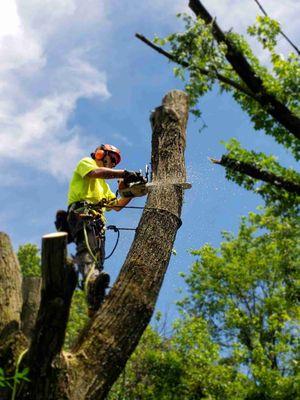 B&B Tree Services