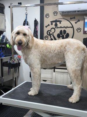 A Cut Above Pet Grooming
