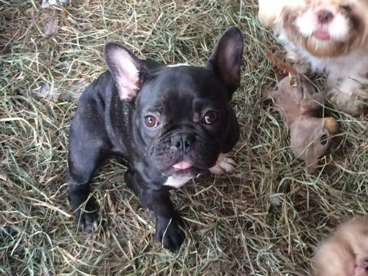 Top Notch Veterinary Service