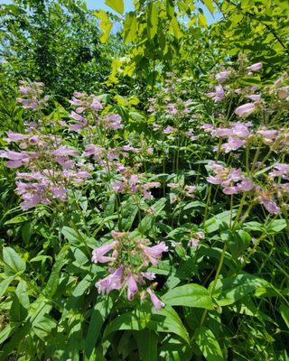 Half Day Forest Preserve