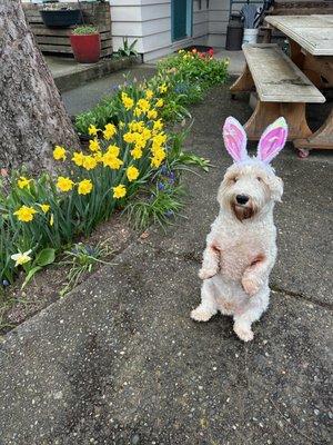 Olympic Veterinary Clinic