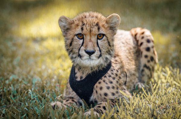 McCarthy's Wildlife Sanctuary