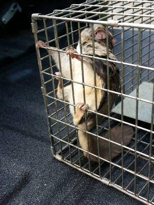 Wildlife Removal New York