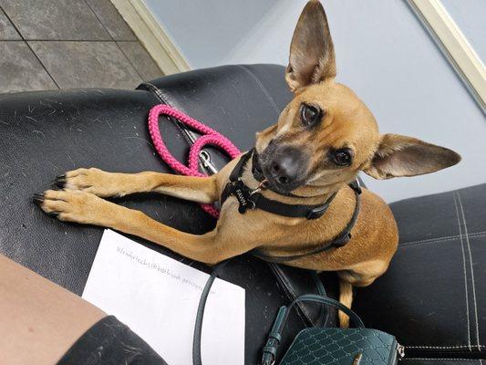 Best Friends Pet Hospital