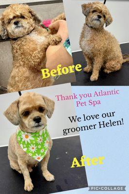 My dog before and after