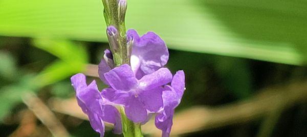 Moanalua Valley Trail
