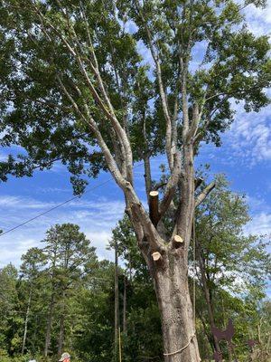 Atlanta's Best Tree & Stump Removal Inc