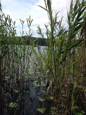 Laurel Lake Preserve