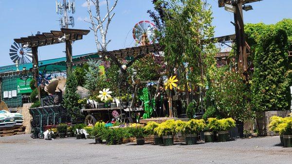 Some of the plants dlfor sale