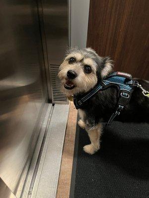 Dog Walks With Cindy