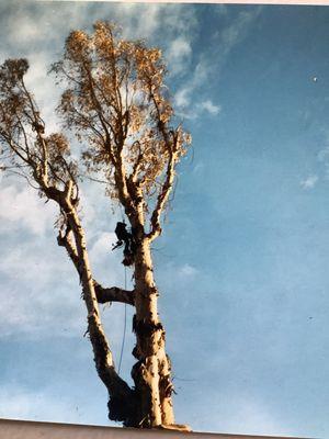 Ventura Tree Service