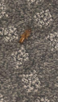 Newport Condominium Association