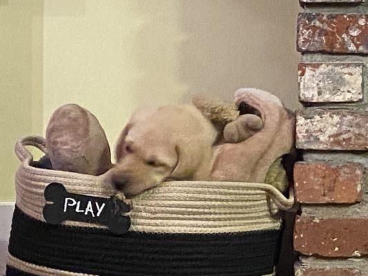 The Crazy Dog Ladies Dog Walking & Pet Sitting