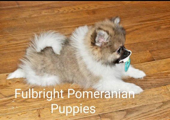 Fulbright Pomeranian Puppies
