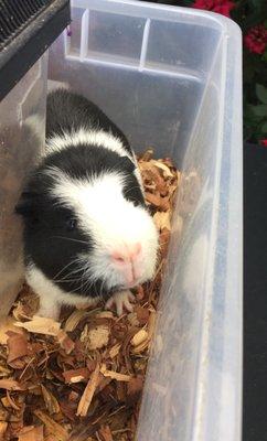 Party Ponies of Savannah