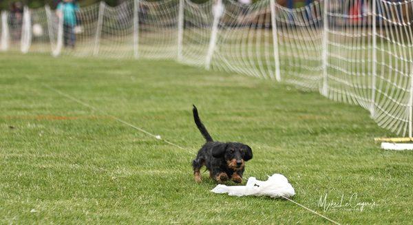Patrick chasing the lure in a FASTCAT event