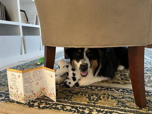 Tuzo with Wags & Wiggles staff card and favorite toy.