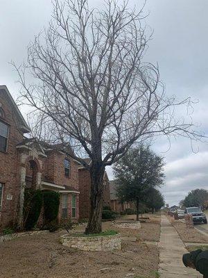 S Green Tree Services