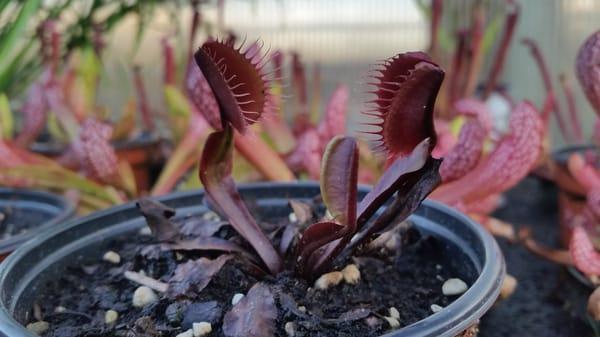 Bergen Water Gardens & Nursery