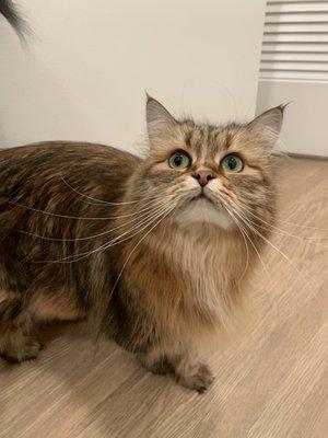 Tail Wagging Dog Services