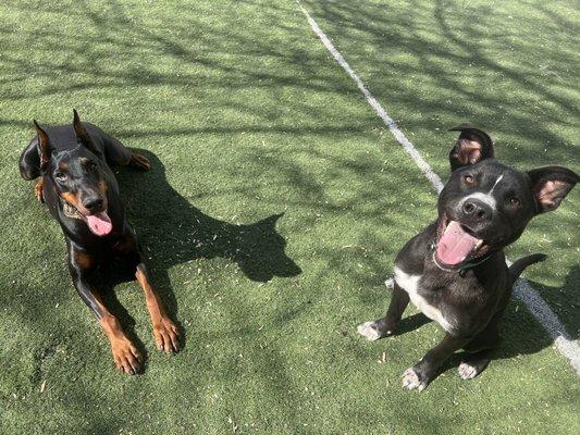 Goose (on the right) hanging out with friends at Ohana