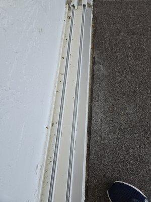 Sea Turtle Home Cleaning