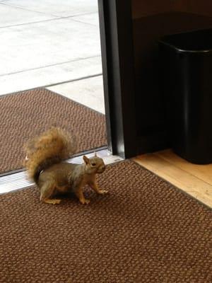 Squirrel coming in for breakfast.