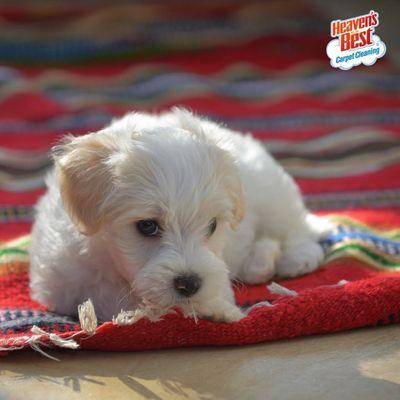 Heaven's Best Carpet Cleaning - Muncie