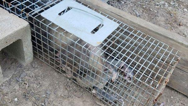 Wildlife Pest Control Baltimore